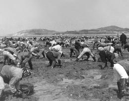 동막 갯벌 백합양식장